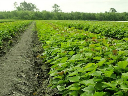 JELFAH INVEST IN FARMERS